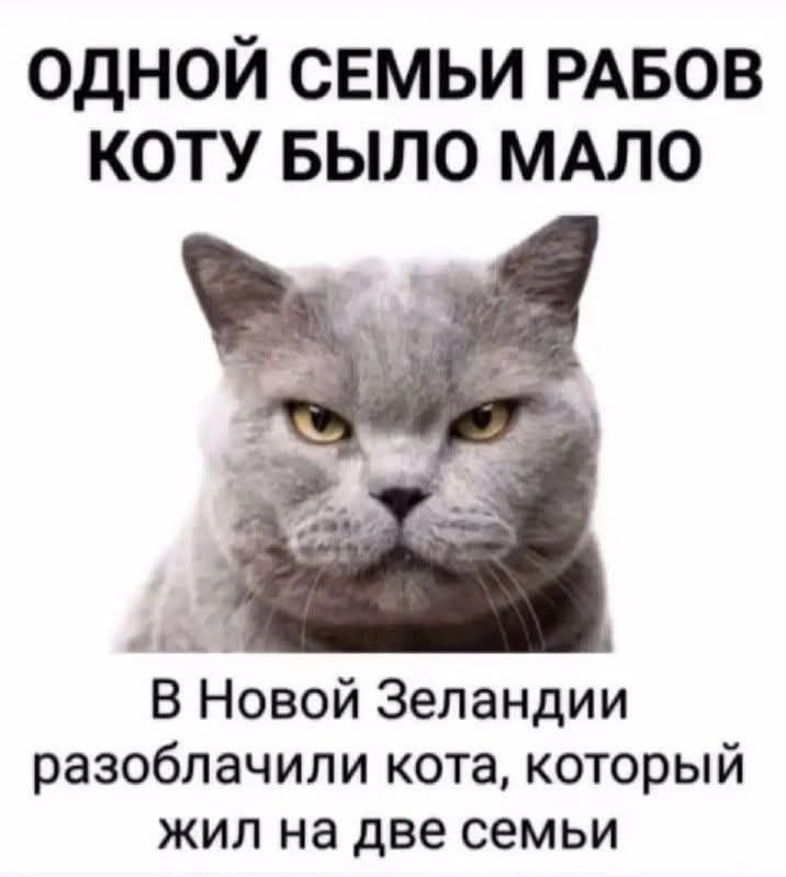 ОДНОЙ СЕМЬИ РАБОВ КОТУ БЫЛО МАЛО ка В Новой Зеландии разоблачили кота который жил на две семьи