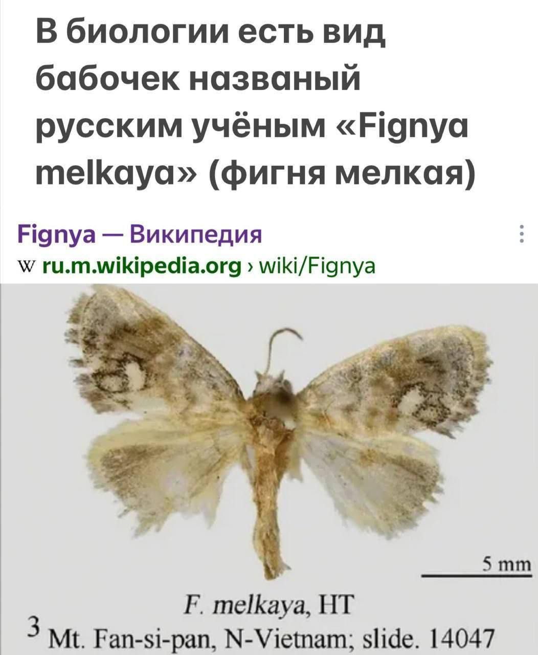 В биологии есть вид бабочек названный русским учёным «Fignya melkaya» (фигня мелкая)
F. melkaya, HT
Mt. Fan-si-pan, N-Vietnam; slide. 14047