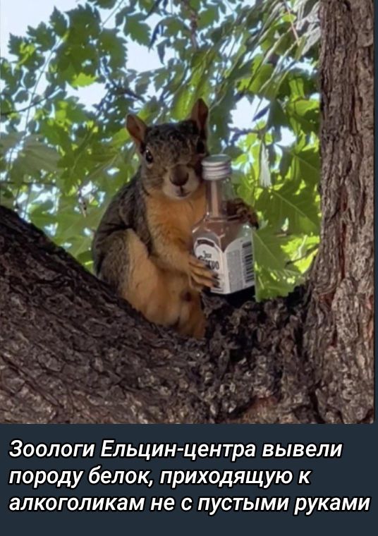 Зоологи Ельцин-центра вывели породу белок, приходящую к алкоголикам не с пустыми руками.