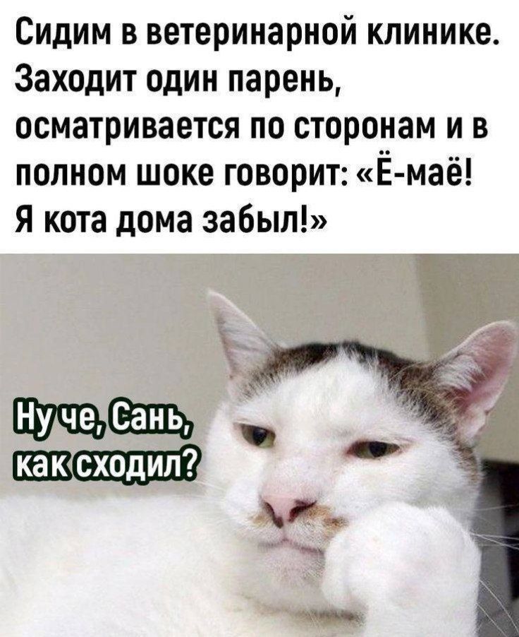 Сидим в ветеринарной клинике. Заходит один парень, осматривается по сторонам и в полном шоке говорит: «Ё-мё! Я кота дома забыл!» Ну че, Сань, как сходил?