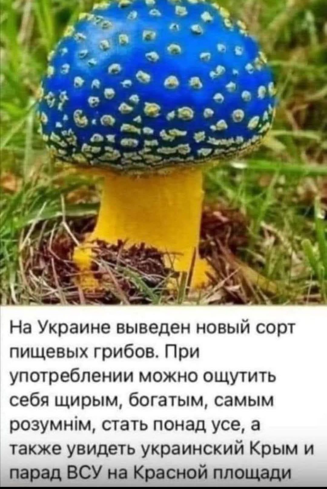 На Украине выведен новый сорт пищевых грибов. При употреблении можно ощутить себя щирым, богатым, самым розумним, стать понад усе, а также увидеть украинский Крым и парад ВСУ на Красной площади.
