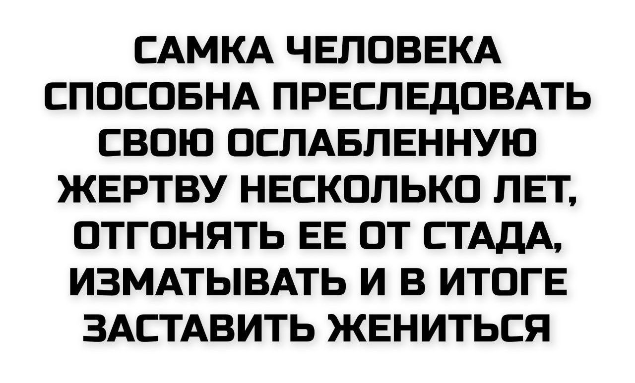 САМКА ЧЕЛОВЕКА СПОСОБНА ПРЕСЛЕДОВАТЬ СВОЮ ОСЛАБЛЕННУЮ ЖЕРТВУ НЕСКОЛЬКО ЛЕТ, ОТГОНЯТЬ ЕЕ ОТ СТАДА, ИЗМАТЫВАТЬ И В ИТОГЕ ЗАСТАВИТЬ ЖЕНИТЬСЯ