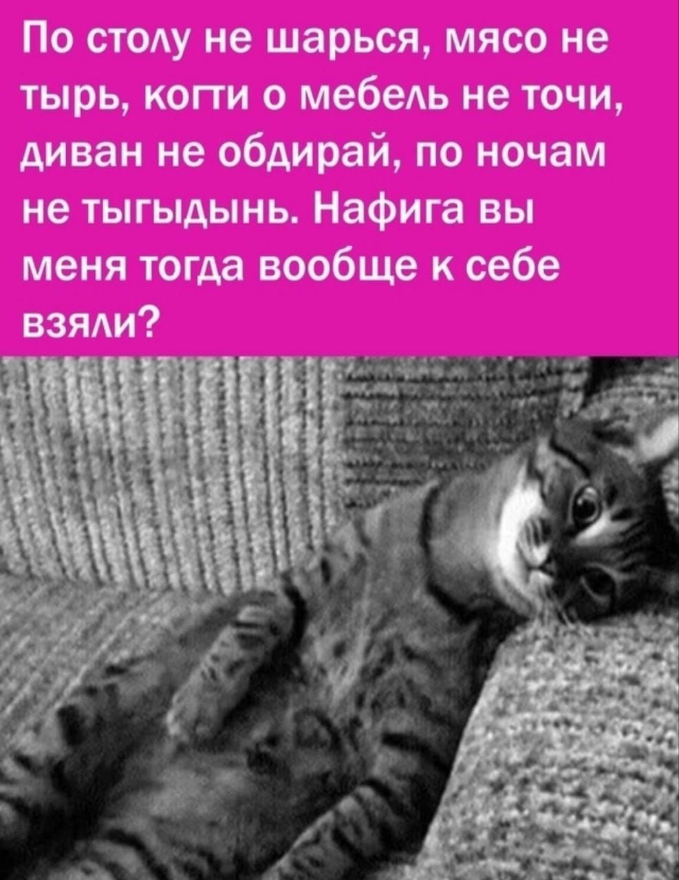 По столу не шарься, мясо не тырыь, когти о мебель не точи, диван не обдирай, по ночам не тыгыйдынь. Нафига вы меня тогда вообще к себе взяли?