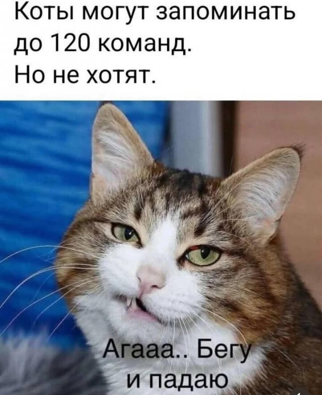 Коты могут запоминать до 120 команд. Но не хотят.
Агааа.. Бегу и падаю
