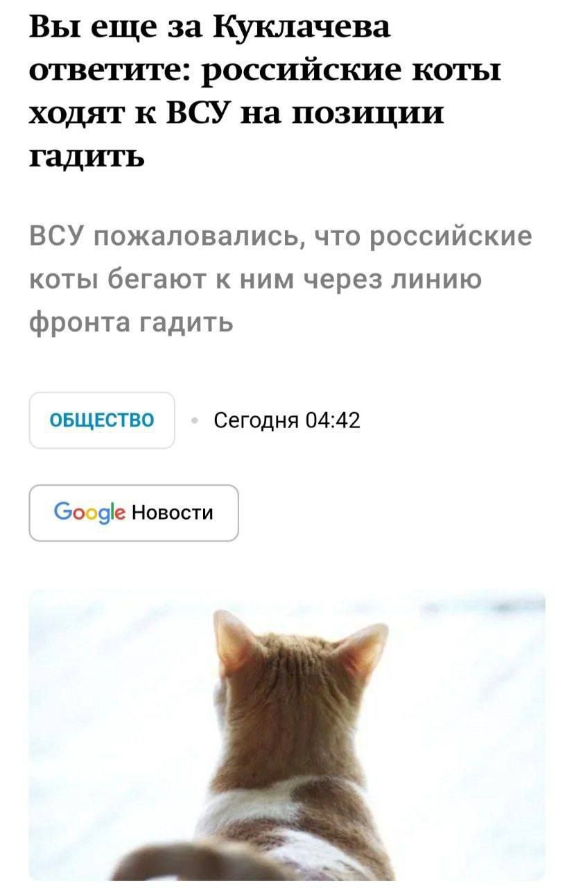 Вы еще за Куклачева ответите: российские коты ходят к ВСУ на позиции гадить ВSU пожаловались, что российские коты бегают к ним через линию фронта гадить