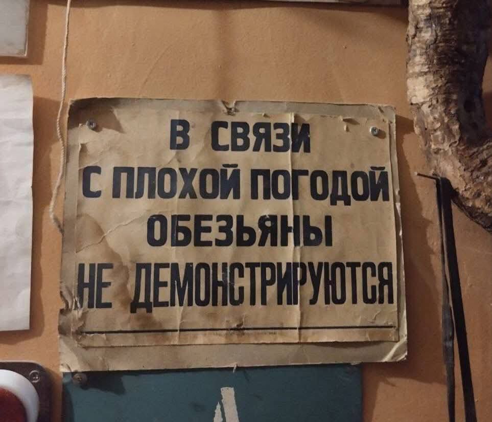 В связи с плохой погодой обезьяны не демонстрируются
