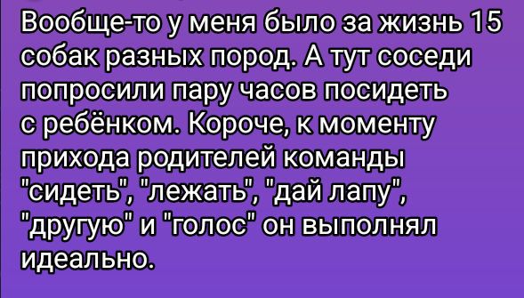 Вообще-то у меня было за жизнь 15 собак разных пород. А тут соседи попросили пару часов посидеть с ребёнком. Короче, к моменту прихода родителей команды 