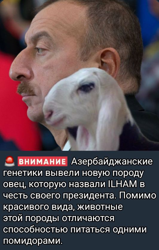 🔔 ВНИМАНИЕ Азербайджанские генетики вывели новую породу овец, которую назвали ILHAM в честь своего президента. Помимо красивого вида, животные этой породы отличаются способностью питаться одними помидорами.