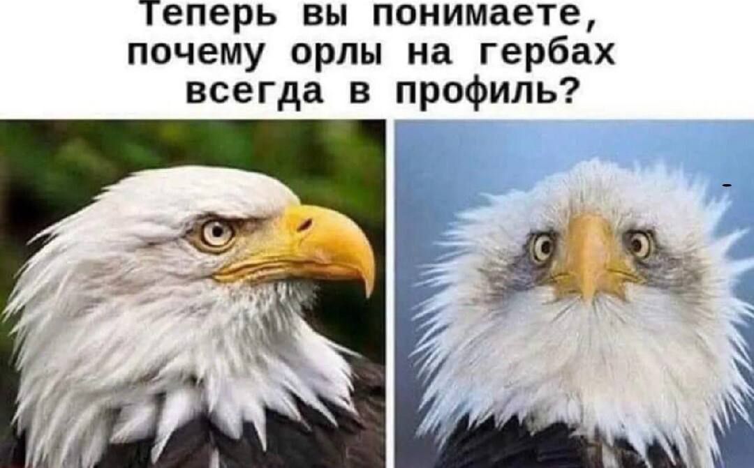 Теперь вы понимаете, почему орлы на гербах всегда в профиль?