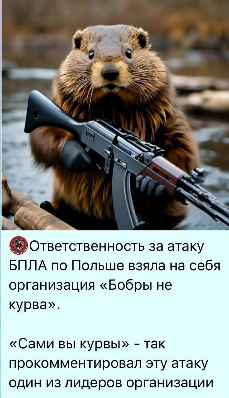 Ответственность за атаку БПЛА по Польше взяла на себя организация «Бобры не курва». «Сами вы курвы» - так прокомментировал эту атаку один из лидеров организации