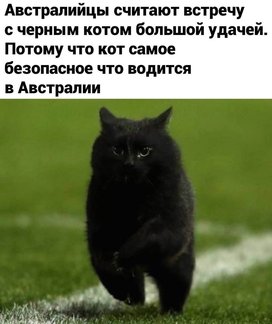 Австралийцы считают встречу с черным котом большой удачей. Потому что кот самое безопасное что водится в Австралии