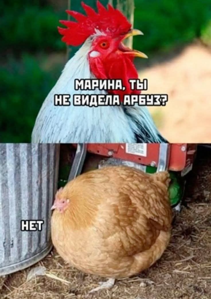 МАРИНА, ТЫ НЕ ВИДЕЛА АРБУЗ? НЕТ