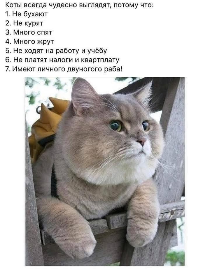 Коты всегда чудесно выглядят, потому что:
1. Не бухают
2. Не курят
3. Много спят
4. Много жрут
5. Не ходят на работу и учёбу
6. Не платят налоги и квартплату
7. Имеют личного двуногого раба!