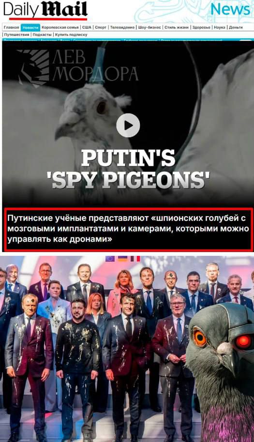PUTIN'S 'SPY PIGEONS'\nПутинские учёные представляют «шпионских голубей с мозговыми имплантатами и камерами, которыми можно управлять как дроном»