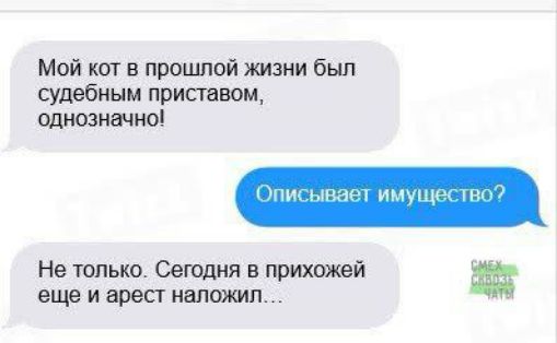 Мой кот в прошлой жизни был судебным приставом, однозначно!
Описывает имущество?
Не только. Сегодня в прихожей еще и арест наложил...