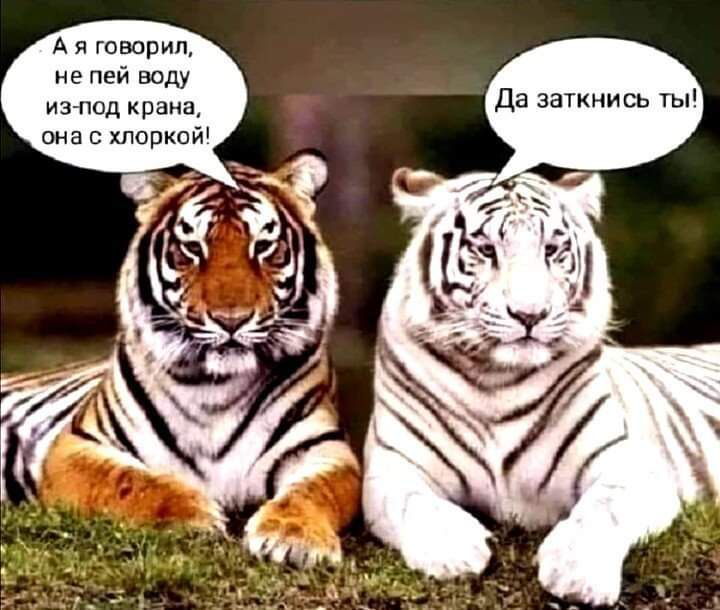 А я говорил, не пей воду из-под крана, она с хлоркой! Да заткнись ты!