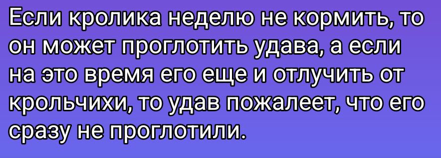 Если кролика неделю не кормить, то он может проглотить удава, а если на это время его еще и отключить от крольчиха, то удав пожалел, что его сразу не проглотили.