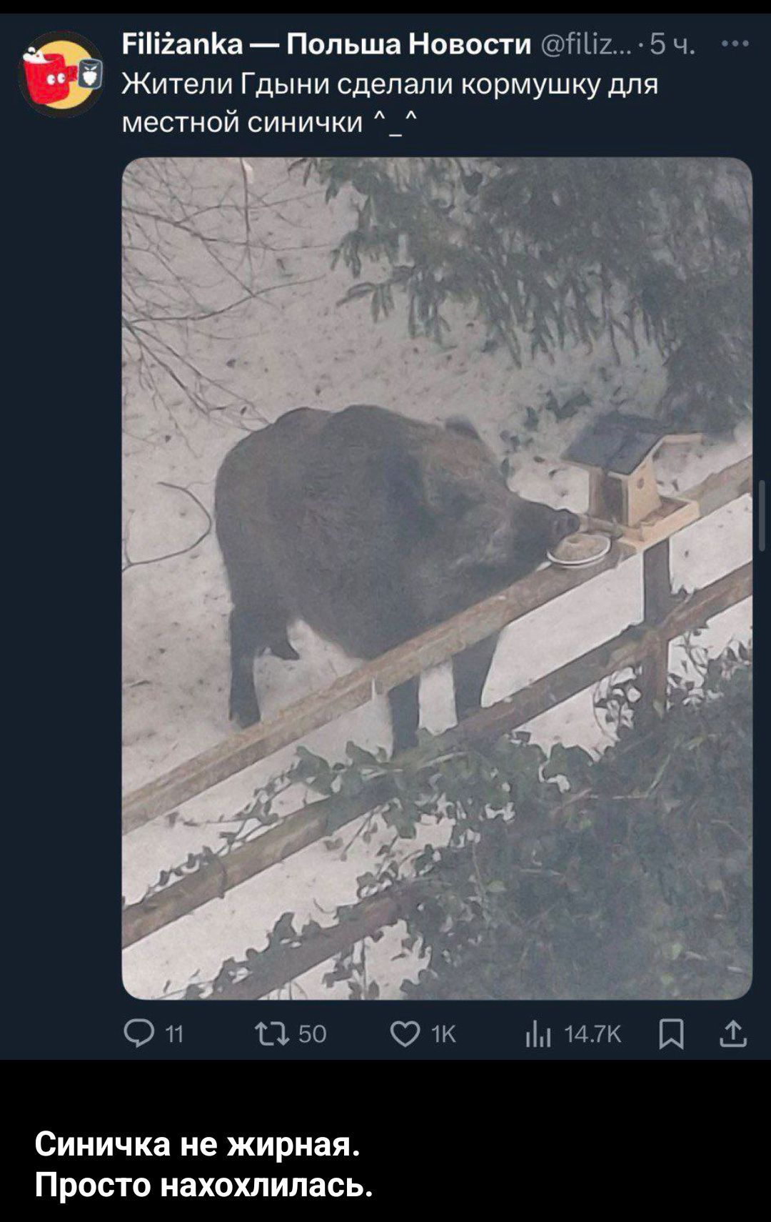 Жители Гдыни сделали кормушку для местной синички ^-^\nСиничка не жирная. Просто нахохлилась.