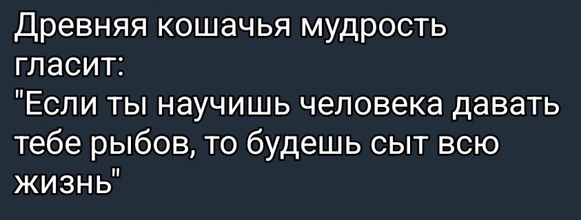 Древняя кошачья мудрость гласит:\n