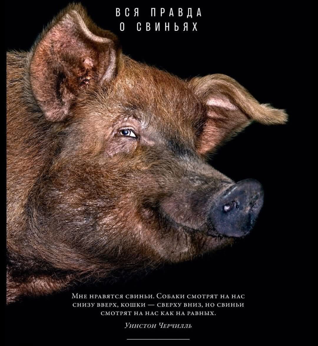 Вся правда о свиньях. Мне нравится свиньи. Собаки смотрят на нас снизу вверх, кошки — сверху вниз, но свиньи смотрят на нас как на равных. Уинстон Черчилль