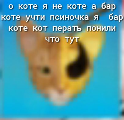 Коте я не коте учти псиночкк