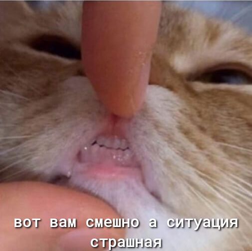 эш ззы вышла а ситуация страшны