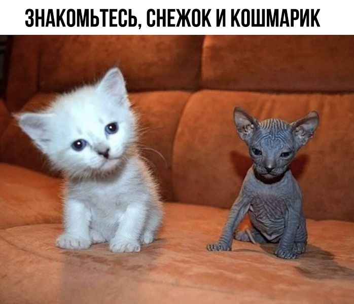3НАКПМЬТЕСЬ СНЕЖОК И КПШМАРИК