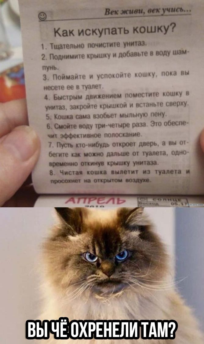 Как искупать кошку Тщательно почистит 2 Подииише крышку и добавьте в воду шам пуиь 3 Пойман и угщппшг иесею ее в тали Высшим движением пометит пишу и шит д закройте крыш кои вгшиыг сверху 5 Копия ша взобье инт мую пену Сиоію воду три чешре раза 3 обеспе чи эффективное полоскание ктонибудь тиров дверь 3 вы бег ш поо ио дальше от туалета одно то крышку ути Чиш иши шип т туши пот ппц ин ВЫ ЧЁОХР ЛИ Т