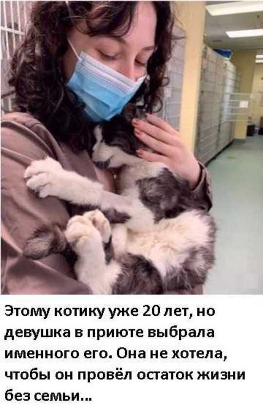 Этому котику уже 20 лет но девушка в приюте выбрала именного его Она не хотела чтобы он провёл остаток жизни без семьи