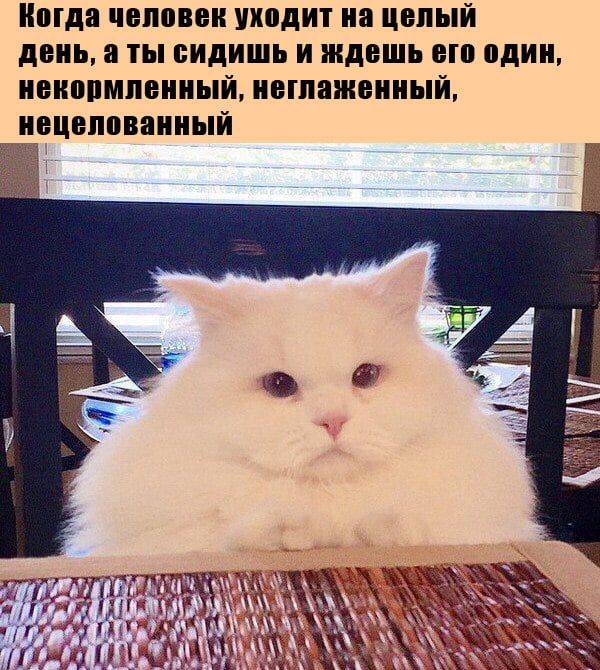 Когда человек уходит на целый день а ты сидишь и ждешь епп един иенепмпеииый иешажеииый _ иецеппваииый