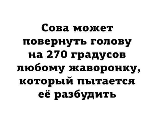 Сова может повернуть голову на 270 градусов любому каворонку который пытается её разбудить