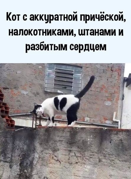 Кот с аккцратной причёской налокотниками штанами и разбитым сердцем