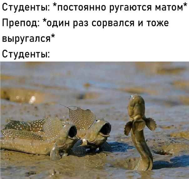 Студенты постоянно ругаются матом Препод один раз сорвался и тоже выругался Студенты