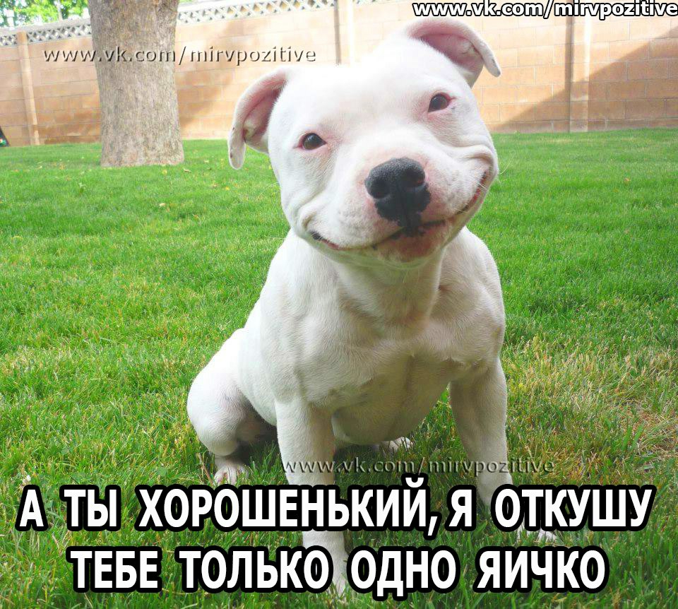 _У лп шішрохі Шуе МП И А ТЫ ХОРОШЕНЬКИИ Я ОТКУШУ ТЕБЕ ТОЛЬКОДНО ЯИЧКО