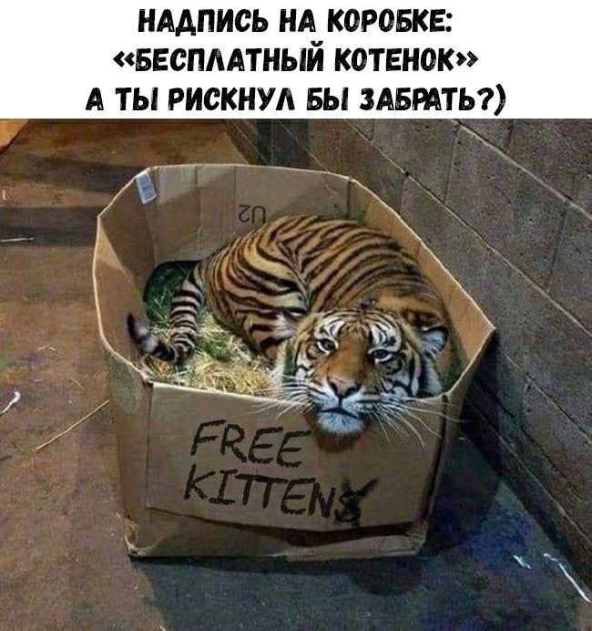 НАДПИСЬ НА КОРОБКЕ БЕСПЛАТНЫЙ КОТЕНОК А ТЫ РИСКНУА БЫ ЗАБРАТЬ