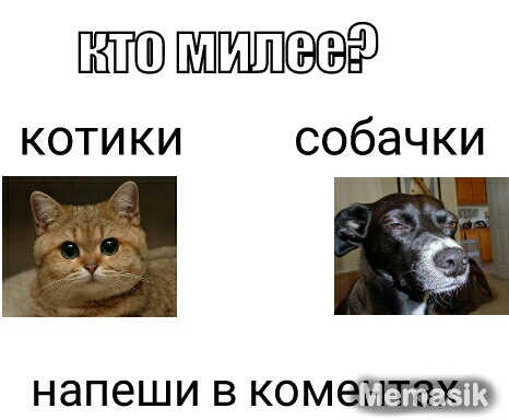 ё3 котики собачки напеши в комашшавпч