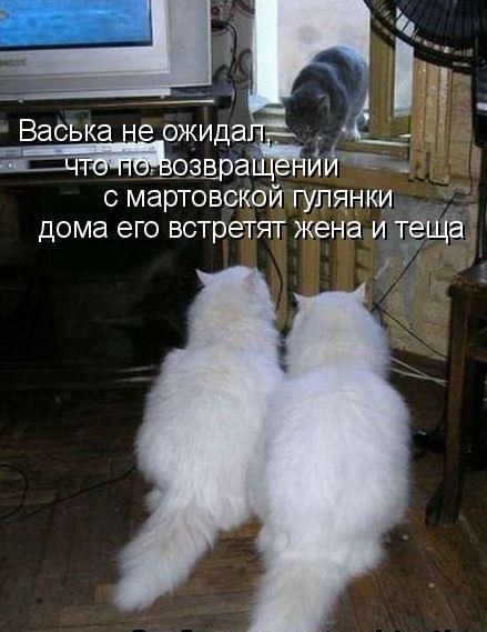 д Васька ожи _ айда да _ _озвра ий _ с мартовской гулянки _ дома его встретят жена и