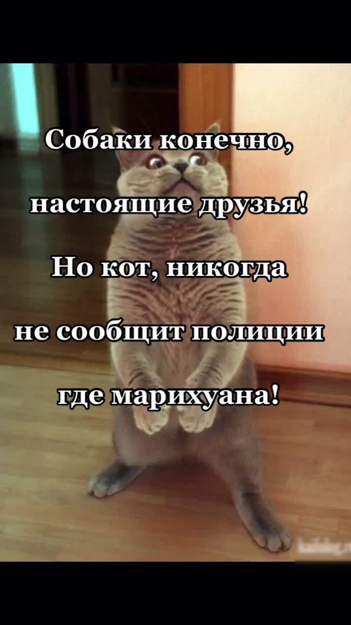 _ Собайцкоцечно г настоя иеи ьяп Ц _гдеМ ри ихуана када