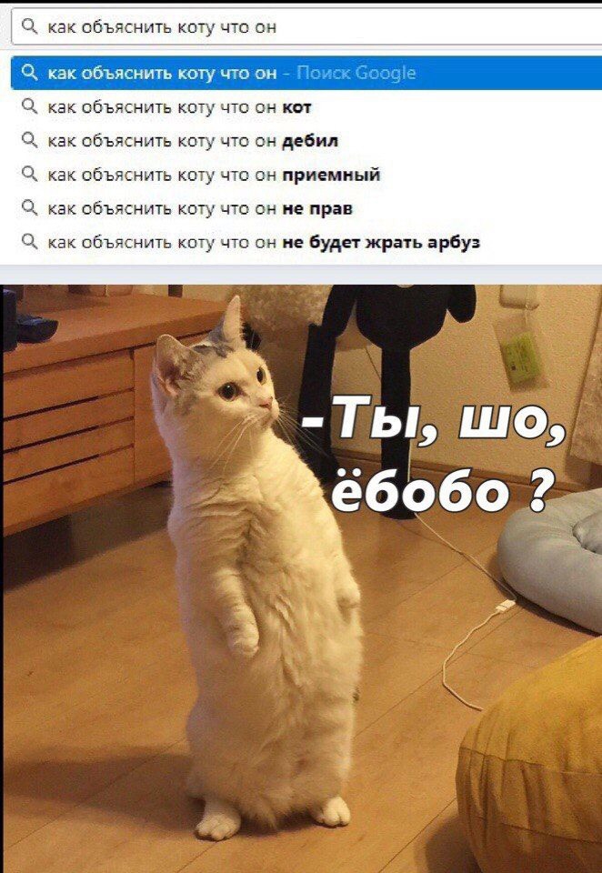 Ц как объяснить коту что он как объяснить коту что он 7 По 500919 Ц как объяснить шту что он кит как объяснить коту что он дебил как объяснить кглу что он приемный как объяснить коту что он не прав как объяснить коту что он не будет жрать арбуз