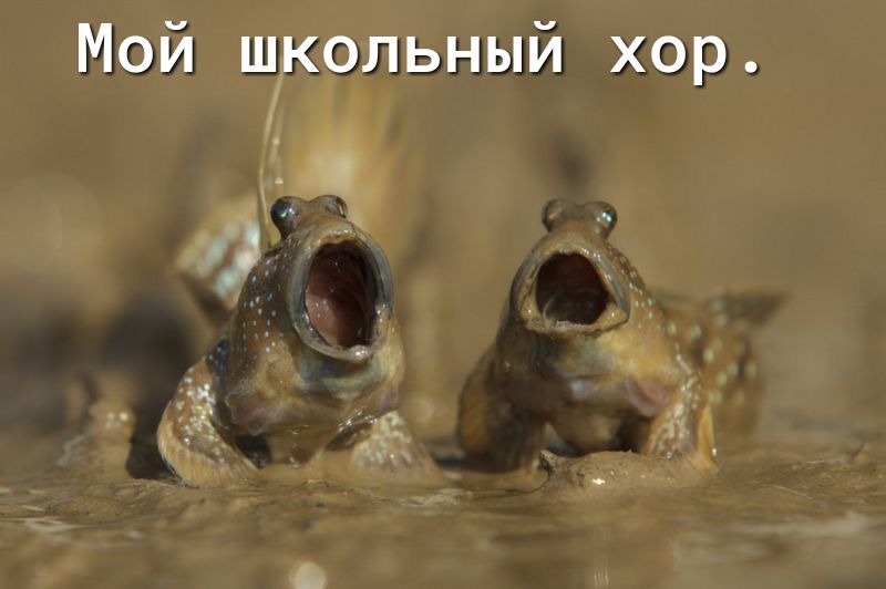 Мой школьный хор