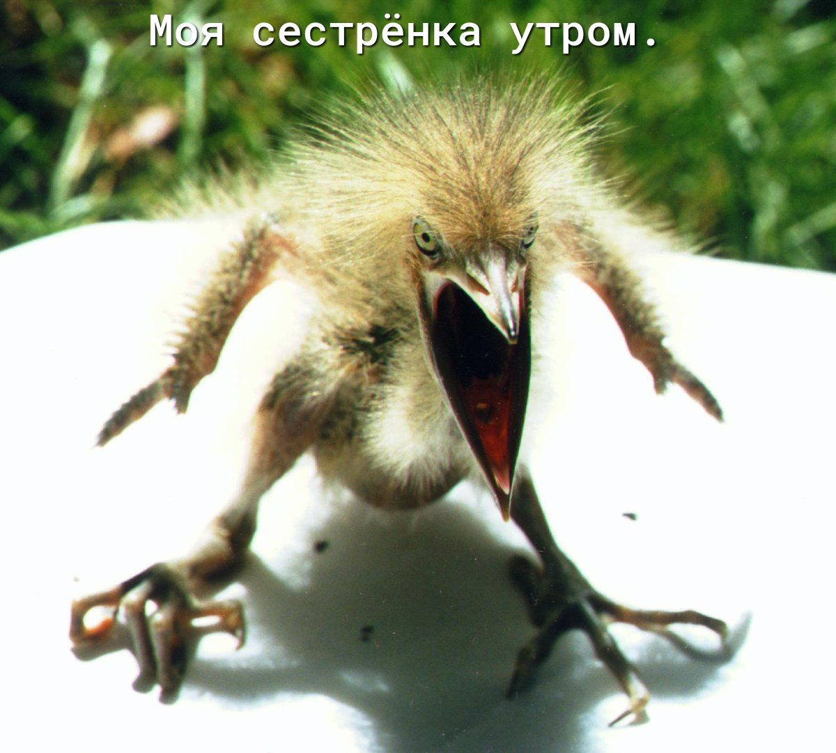 МОЯ сестрёнка утром в _ _ _Чм д