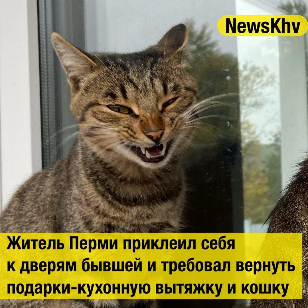 д