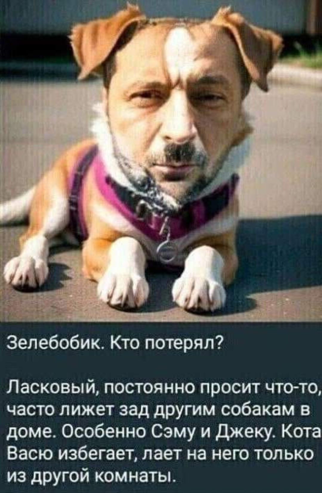 Зелебобик Кто потерял Ласковый постоянно просит что то часто лижет зад другим собакам в доме Особенно Сэму и джеку Кота Васю избегает лает на него только из другой комнаты
