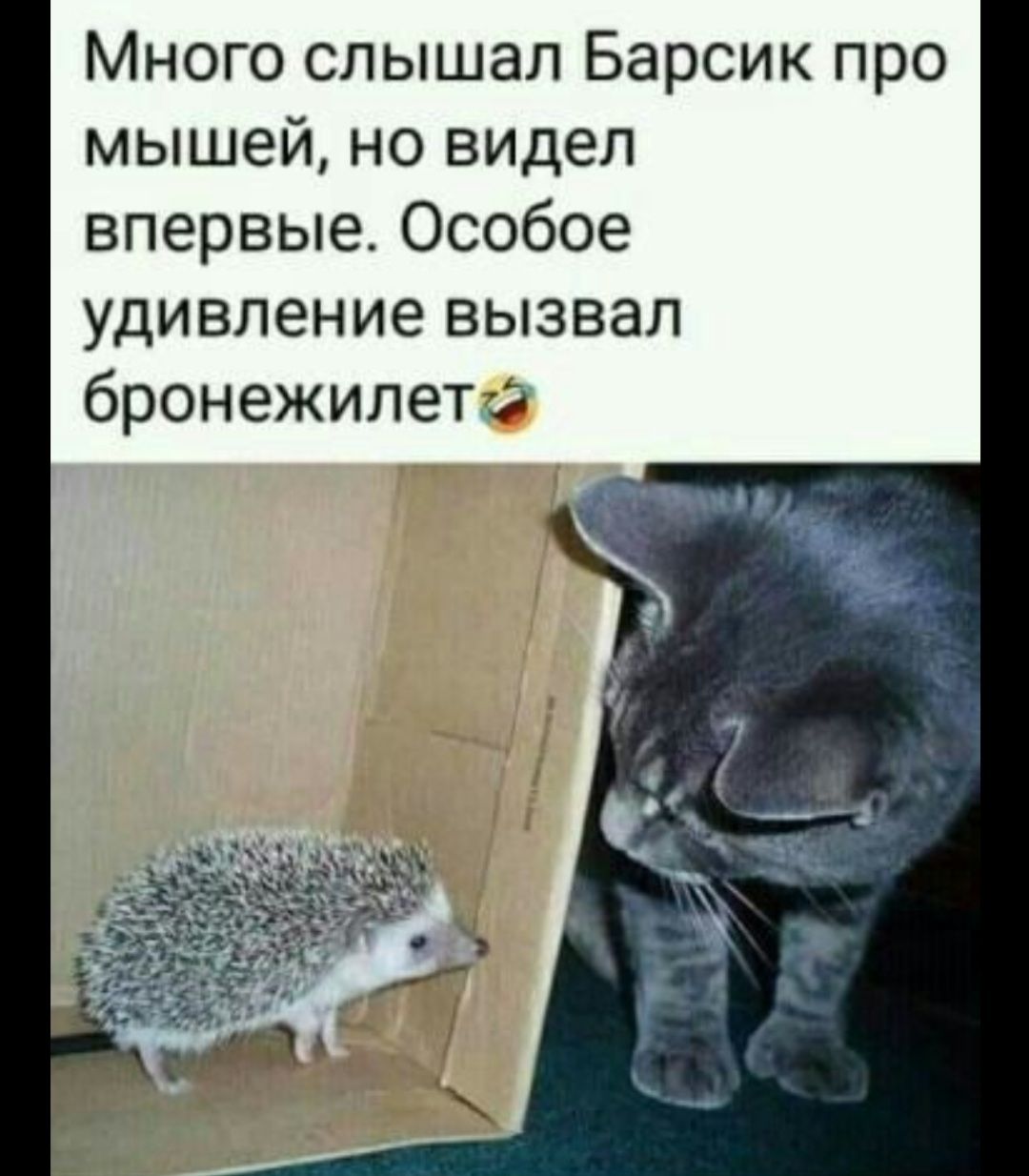 Много слышал Барсик про мышей но видел впервые Особое удивление вызвал бронежилета