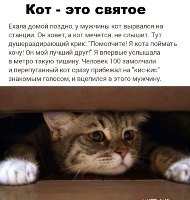 Кот это святое Ехала домои поздно у мужчины кот вырвался на станции Он зовет а кот мечется не слышит Тут душераздирающии крик Помопчите Я кота поймать хочу Он мои лучшии друг Я впервые услышала в метро такую тишину Человек 100 замолчали и перепуганныи от сразу прибежал на кис кис знакомым голосом и вцепился в этого мужчину