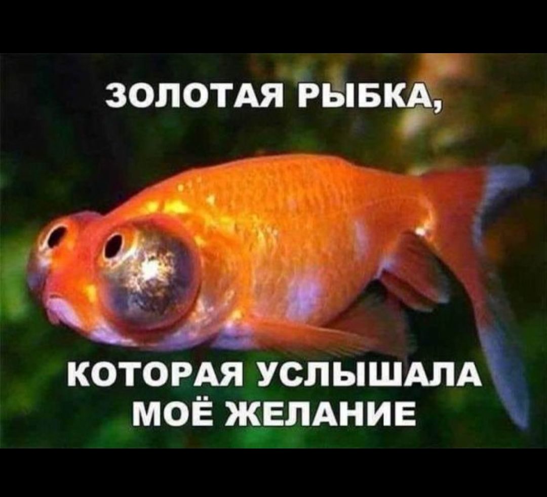 Три желания рыбке. Услышав Мои желания Золотая ры. Золотая рыбка желания. Золотая рыбка с выпученными глазами. Золотая рыбка Мем.