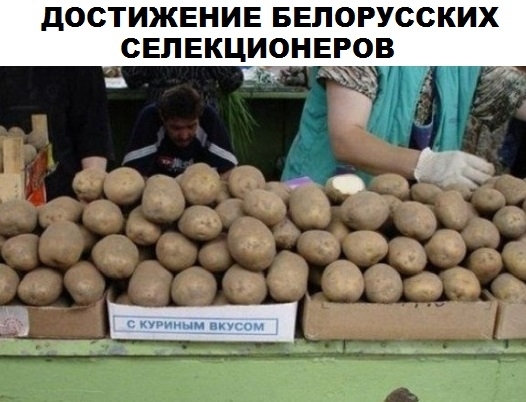 дОСТИЖЕНИЕ БЕЛОРУССКИХ СЕЛЕКЦИОНЕРОВ