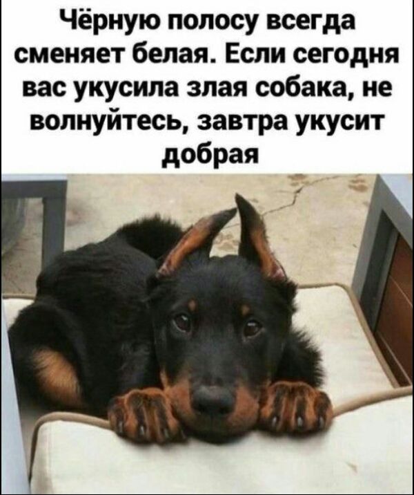 Чёрную полосу всегда сменяет белая Если сегодня вас укусила злая собака не волнуйтесь завтра укусит добрая