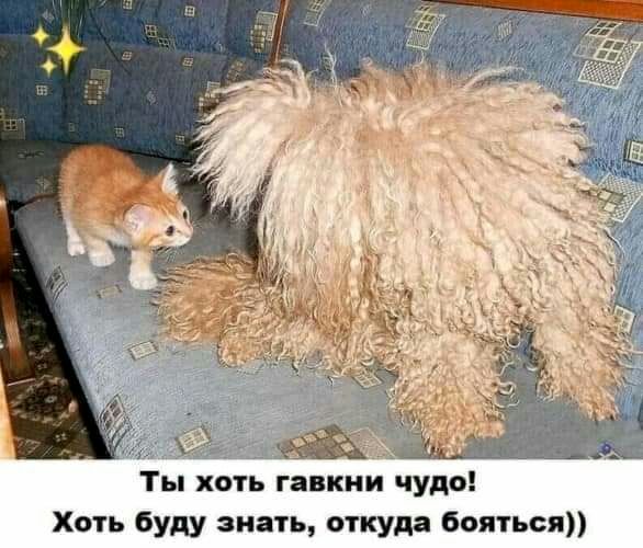 Ты хоть гавкии чудо Хоть буду знать откуда бояться