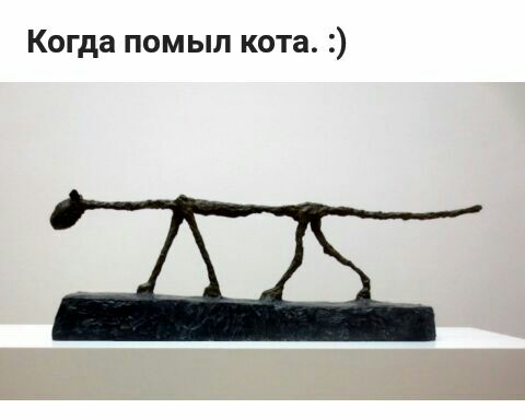 Когда помыл кота